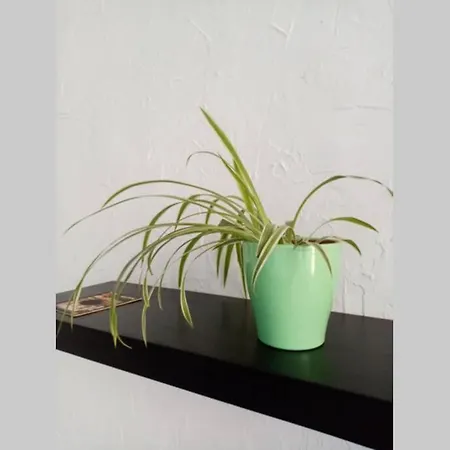 Donceel Apartament *